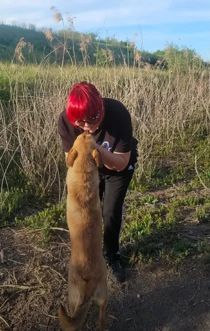 Foto 2 på Mabel, en rescuehund som söker hem