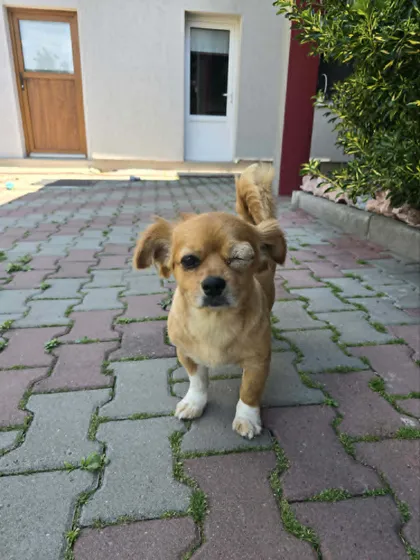 Foto 1 på Siri, en rescuehund som söker hem