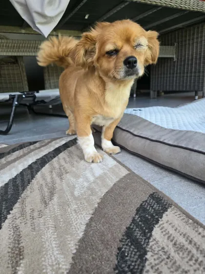 Foto 2 på Siri, en rescuehund som söker hem